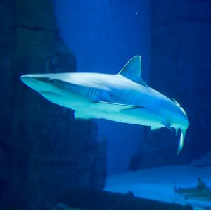 Shark swimming in ocean