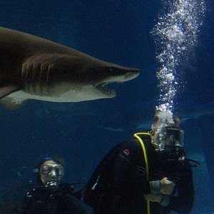 Shark swimming with Scuba Diver