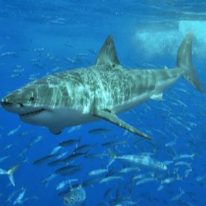 Great White Shark swimming with fish.