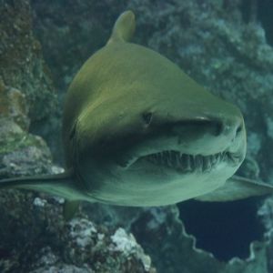 Great White Shark staring you down