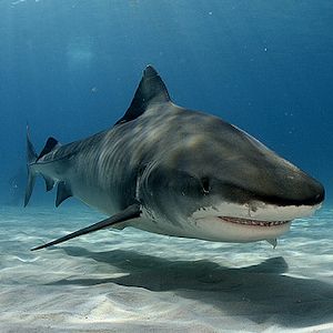 Great White Shark hovering over the ocean floor.